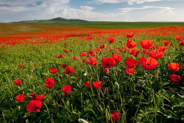 Маки в степи Казахстана