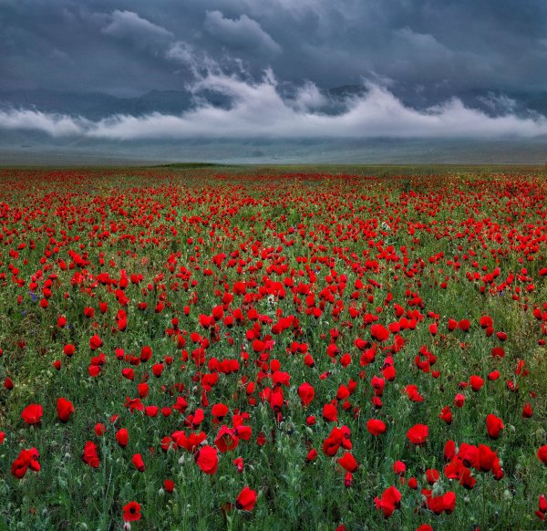 Маковые поля Чуйская Долина