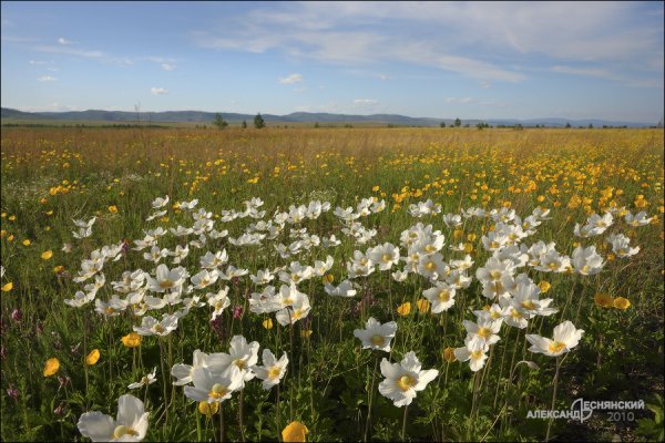 Степные растения Забайкалья