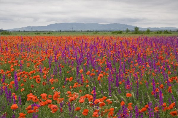 Луговые и разнотравные степи России