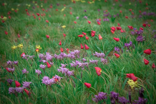 Воспетая степь Орловский