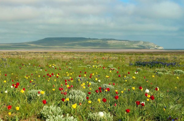 Мыс Опук в Крыму тюльпаны
