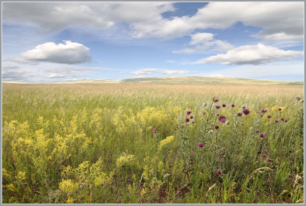 Койбальская степь Хакасия