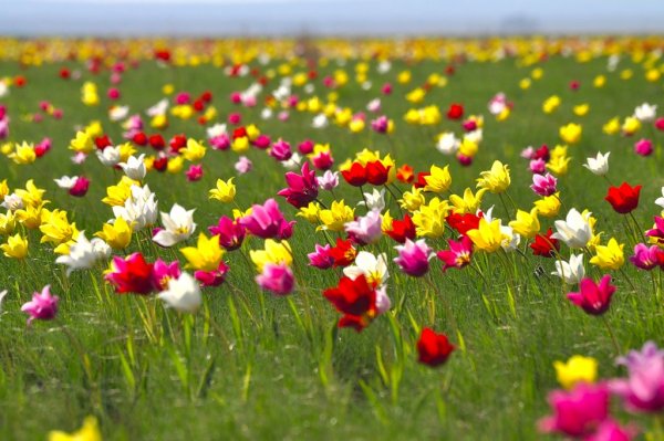 Тюльпаны в степи Казахстана