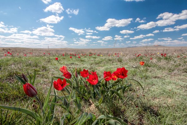 Тюльпаны Шренка Баскунчак
