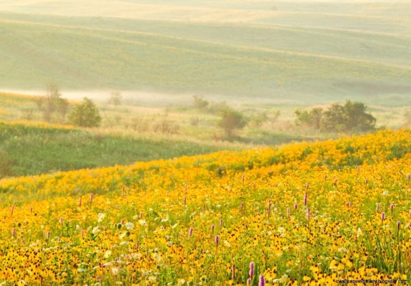 Разнотравье Донской степи