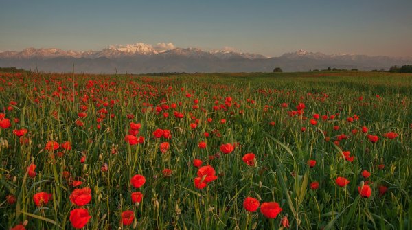 Тюльпаны Тянь Шаня