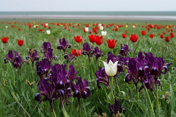 Дикие тюльпаны степь Калмыкии