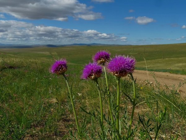 Растение расторопша Степная