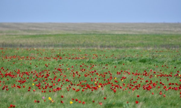 Тургайская степь в тюльпанах