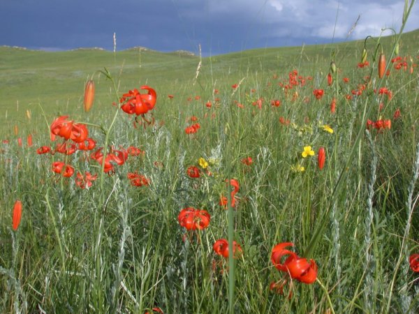 Забайкалье Даурский заповедник