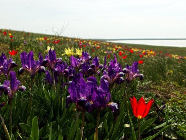 Ростовский заповедник растения Ирис
