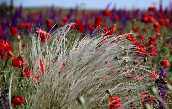 Степь ковыль и маки