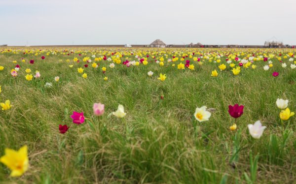 Тюльпан Шренка в Оренбургской области