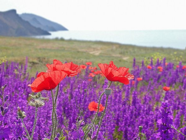 Степные полевые цветы