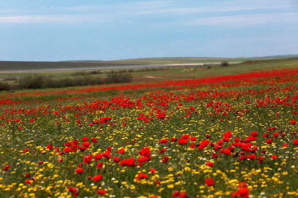 Цветущая Астраханская степь