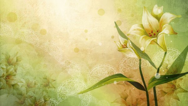 Ромашки и книги