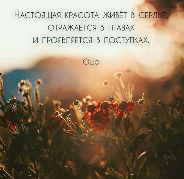 Фиолетовые цветы