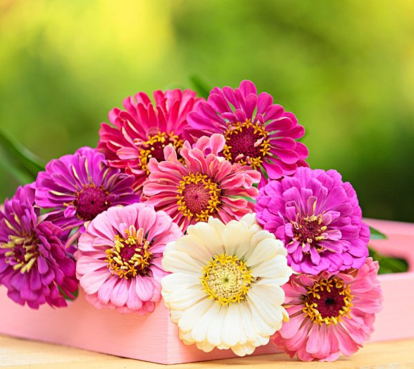 С днём рождения сестричка