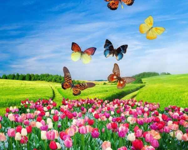 Бабочки на лугу