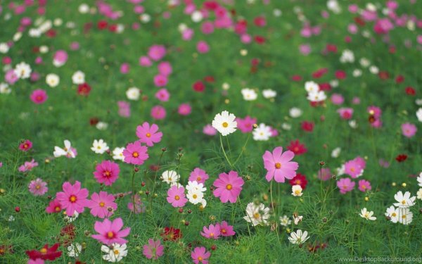 Мавританский газон флрса