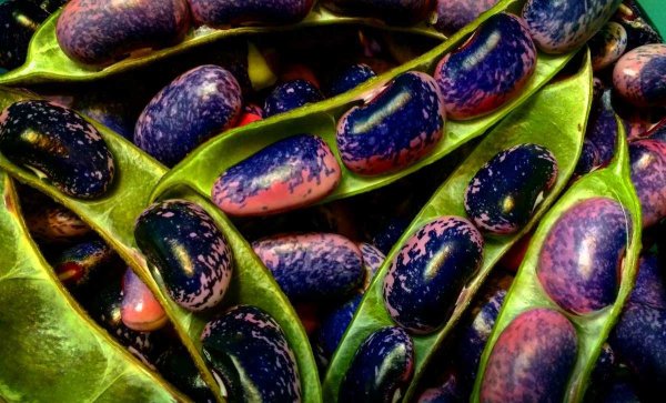 Декоративные бобовые