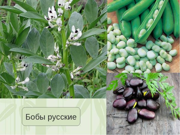 Боб растение
