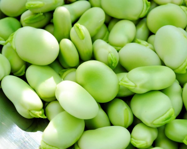 Бобы (фасоль Фава)