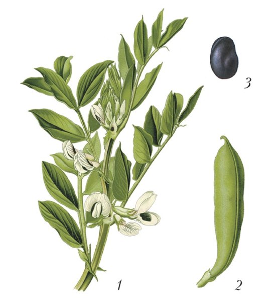 Боб садовый растение