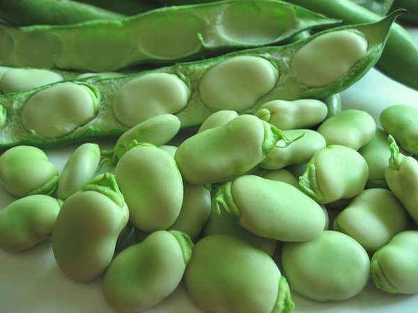 Бобы (Vicia Faba).