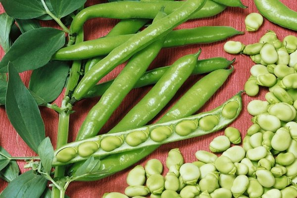 Конские Бобы