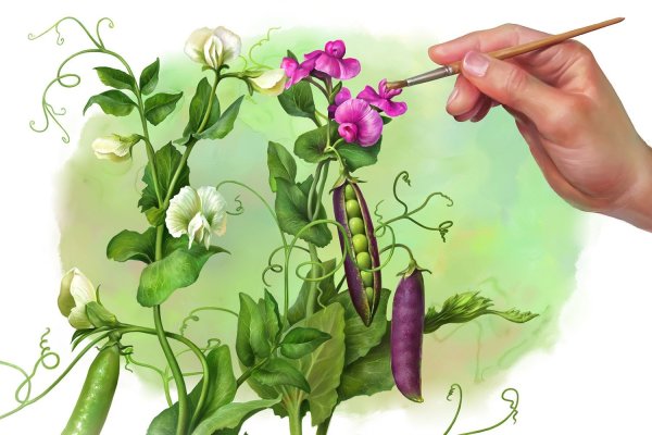 Бобы (Vicia Faba).