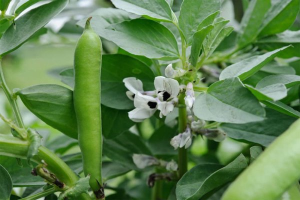 Бобовые (Fabaceae)