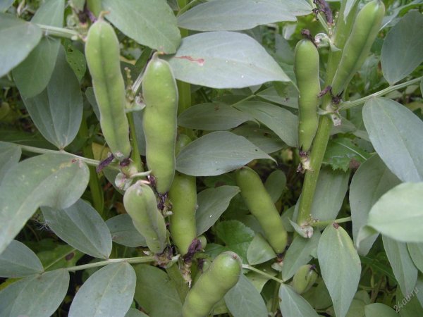 Бобы кормовые Сибирские