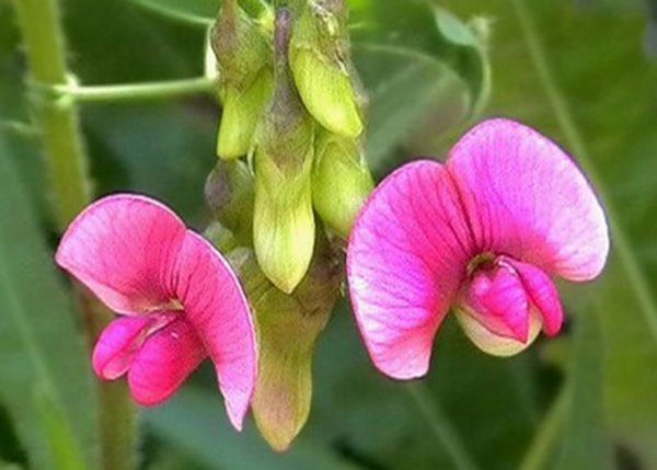 Дремоносные Бобы