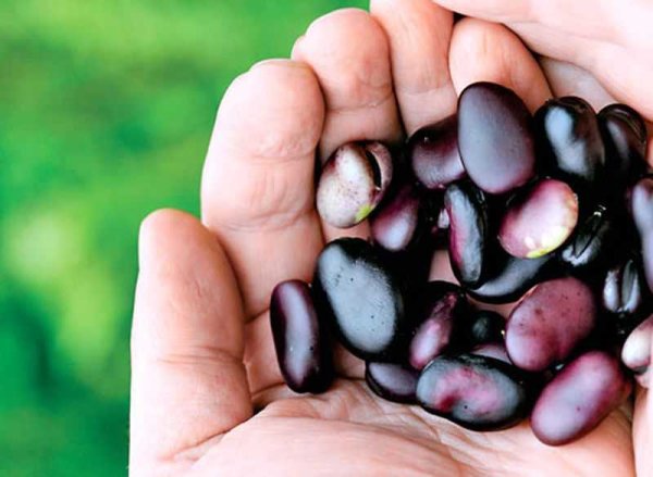 Горошек посевной ботаника