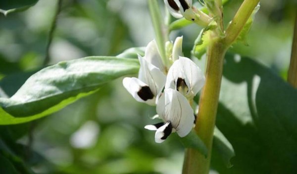 Стручковые Бобы