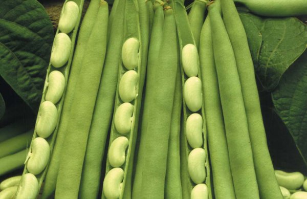 Арахис семейство бобовых