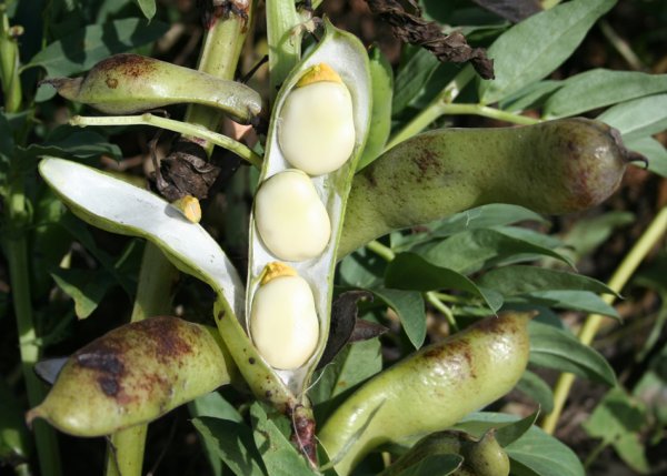 Долихос красный водопад