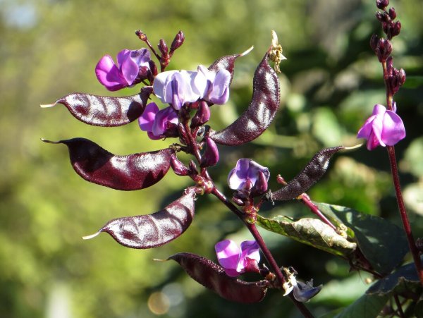 Бобовые Мотыльковые Вика