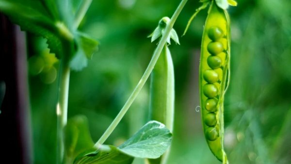 Семейства растений бобовые схема