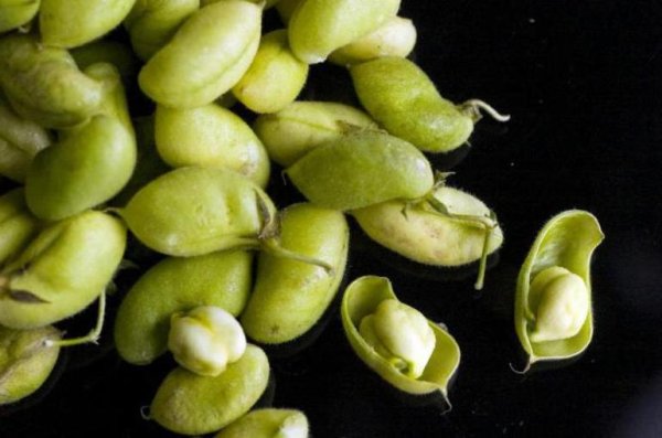 Фасоль многоцветковая