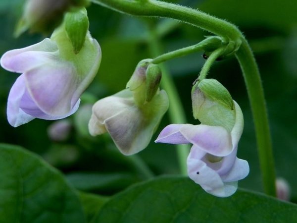 Фасоль остролистная