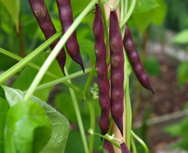 Соцветие гороха