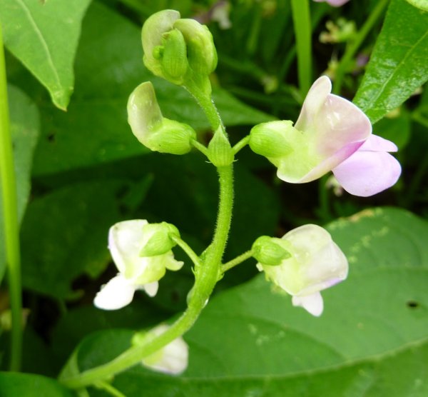 Сорт гороха Оскар