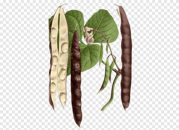 Бобы кормовые плоды