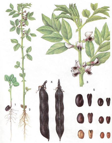 Горох крупностручковый