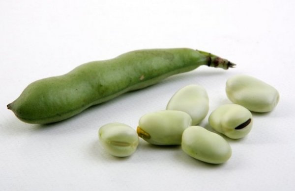 Бобы плоские