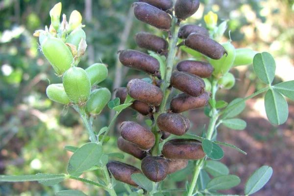 Бобы (Vicia Faba).