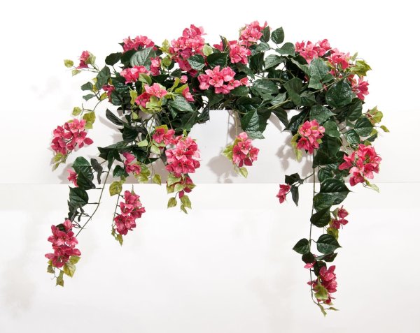 Ампельная роза